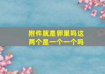 附件就是卵巢吗这两个是一个一个吗