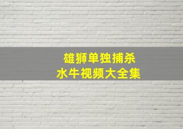 雄狮单独捕杀水牛视频大全集