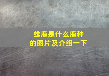 雄鹿是什么鹿种的图片及介绍一下