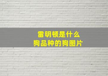 雷明顿是什么狗品种的狗图片