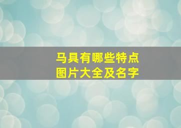 马具有哪些特点图片大全及名字