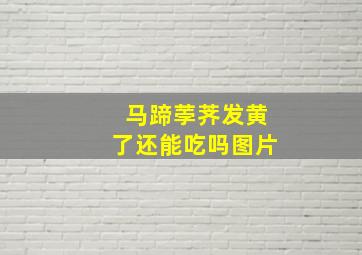 马蹄荸荠发黄了还能吃吗图片