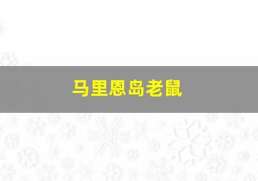 马里恩岛老鼠