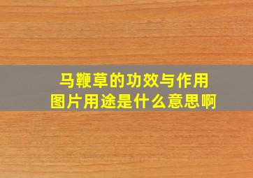 马鞭草的功效与作用图片用途是什么意思啊