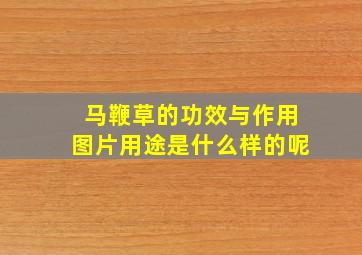 马鞭草的功效与作用图片用途是什么样的呢