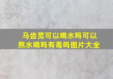 马齿苋可以喝水吗可以熬水喝吗有毒吗图片大全