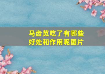 马齿苋吃了有哪些好处和作用呢图片