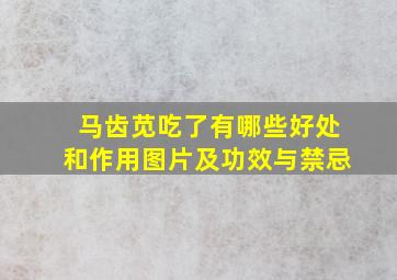 马齿苋吃了有哪些好处和作用图片及功效与禁忌