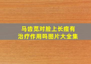 马齿苋对脸上长痘有治疗作用吗图片大全集