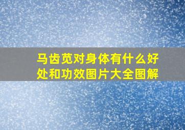 马齿苋对身体有什么好处和功效图片大全图解