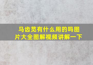 马齿苋有什么用的吗图片大全图解视频讲解一下