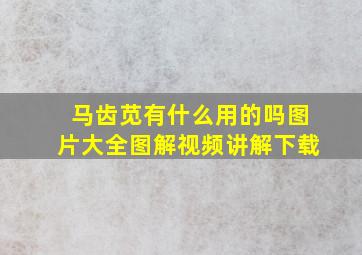 马齿苋有什么用的吗图片大全图解视频讲解下载