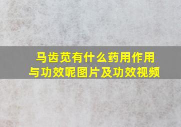 马齿苋有什么药用作用与功效呢图片及功效视频