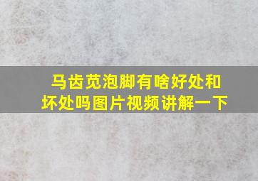 马齿苋泡脚有啥好处和坏处吗图片视频讲解一下