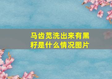 马齿苋洗出来有黑籽是什么情况图片