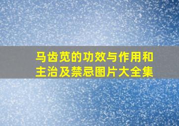 马齿苋的功效与作用和主治及禁忌图片大全集