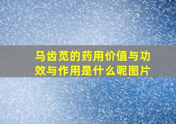 马齿苋的药用价值与功效与作用是什么呢图片