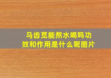 马齿苋能熬水喝吗功效和作用是什么呢图片