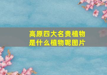 高原四大名贵植物是什么植物呢图片