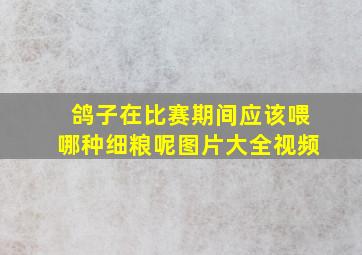 鸽子在比赛期间应该喂哪种细粮呢图片大全视频