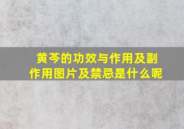 黄芩的功效与作用及副作用图片及禁忌是什么呢