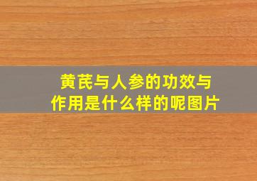 黄芪与人参的功效与作用是什么样的呢图片