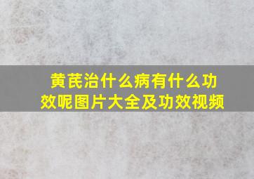 黄芪治什么病有什么功效呢图片大全及功效视频