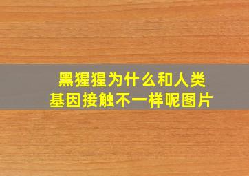 黑猩猩为什么和人类基因接触不一样呢图片