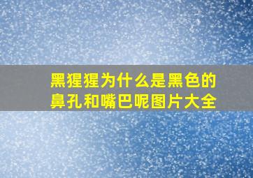 黑猩猩为什么是黑色的鼻孔和嘴巴呢图片大全