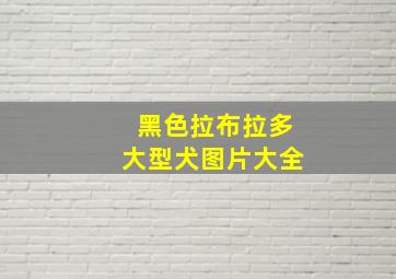 黑色拉布拉多大型犬图片大全