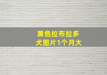 黑色拉布拉多犬图片1个月大