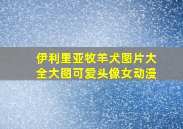 伊利里亚牧羊犬图片大全大图可爱头像女动漫