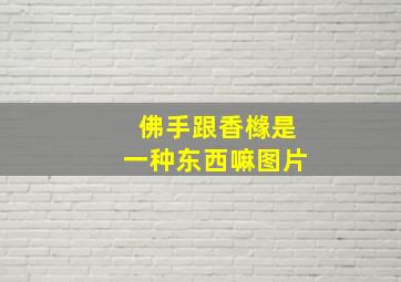 佛手跟香橼是一种东西嘛图片