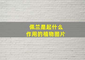 佩兰是起什么作用的植物图片