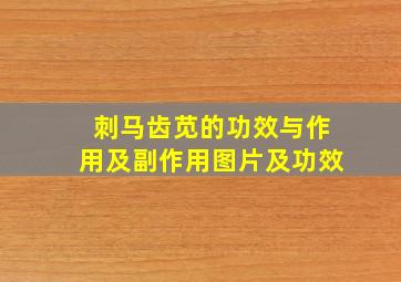 刺马齿苋的功效与作用及副作用图片及功效