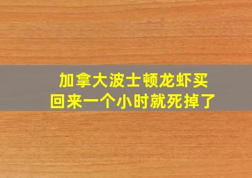 加拿大波士顿龙虾买回来一个小时就死掉了