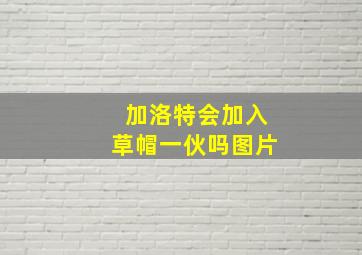 加洛特会加入草帽一伙吗图片