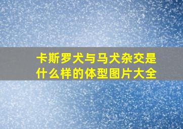 卡斯罗犬与马犬杂交是什么样的体型图片大全