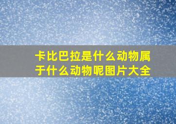 卡比巴拉是什么动物属于什么动物呢图片大全