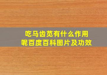 吃马齿苋有什么作用呢百度百科图片及功效