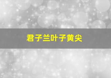 君子兰叶子黄尖