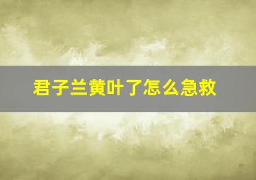 君子兰黄叶了怎么急救