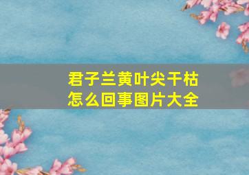 君子兰黄叶尖干枯怎么回事图片大全