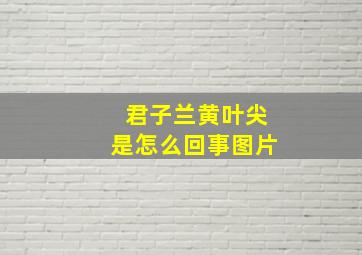 君子兰黄叶尖是怎么回事图片