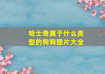 哈士奇属于什么类型的狗狗图片大全