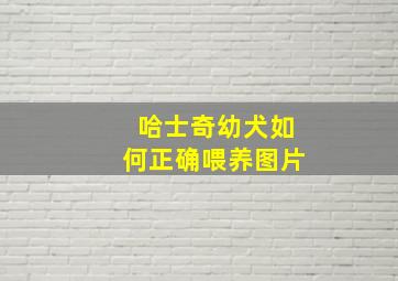 哈士奇幼犬如何正确喂养图片