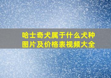 哈士奇犬属于什么犬种图片及价格表视频大全