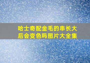 哈士奇配金毛的串长大后会变色吗图片大全集