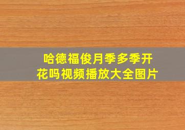 哈德福俊月季多季开花吗视频播放大全图片