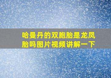 哈曼丹的双胞胎是龙凤胎吗图片视频讲解一下